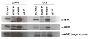 WDR5와 NFY의 결합 확인