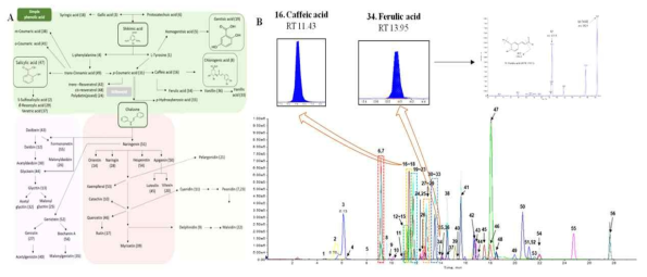 Principle phenolic metabolic synthesis pathway (A) and representative MRM ion chromatogram (B) of selected 56 phenolic metabolites. 1. L-Tyrosine; 2. 5-Sulfosalicylic acid; 3. Gallic acid ; 4. L-Phenylalanine; 5. Homogentisic acid; 6. Protocatechuic acid; 7. Peonidin 3-O-β glucoside chloride; 8. Chlorogenic acid; 9. Delphinidin chloride; 10. Catechin; 11. Cyanidin chloride; 12. Daidzin; 13. Glycitin; 14. Orientin; 15. p-Hydroxybenzoic acid; 16. Caffeic acid; 17. Rutin; 18. Syringic acid; 19. Gentisic acid; 20. Vitexin; 21. Pelargonidin chloride; 22. Malvidin chloride; 23. Peonidin chloride; 24. Polydatin (Piceid); 25. Malonyl Glycitin; 26. Malonyl Daidzin; 27. Genistin; 28. Naringin; 29. β-Resorcylic acid; 30. Acetyl Daidzin; 31. p-Coumaric acid; 32. Acetyl Glycitin; 33. Vanillic acid; 34. Ferulic acid; 35. Malonyl Genistin; 36. Vanillin; 37. Veratric acid; 38. m-Coumaric acid; 39. Myricetin; 40. Acetyl Genistin; 41. o-Coumaric acid; 42. trans-Resveratrol; 43. Daidzein; 44. Glycitein; 45. Luteolin; 46. Quercetin; 47. Salicylic acid; 48. cis-Resveratrol; 49. trans-Cinnamic acid; 50. Apigenin; 51. Naringenin; 52. Genistein; 53. Kaempferol; 54. Hesperetin; 55. Formononetin; 56. Biochanin A