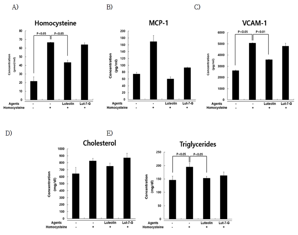 Effect of luteolin and luteolin 7-O-glycoside on the serum Homocysteine, MCP-1, VCAM-1 concentrations(mean±SEM) in young ApoE knock-out mice. Homocysteine supplementation significantly raised serum total homocysteine levels by 3 fold above those observed in mice fed control group (up to 67 pmol/ml). (p<0.05) and significantly raised serum TG and VCAM-1 levels (p<0.05) Administration of luteolin with homocysteine significantly lowered the levels of homocysteine (p<0.05), TG (p<0.05) and VCAM-1 (p<0.01) compared to homocysteine group. Statistical analysis was carried out by ANOVA and t-test, as compared to control group