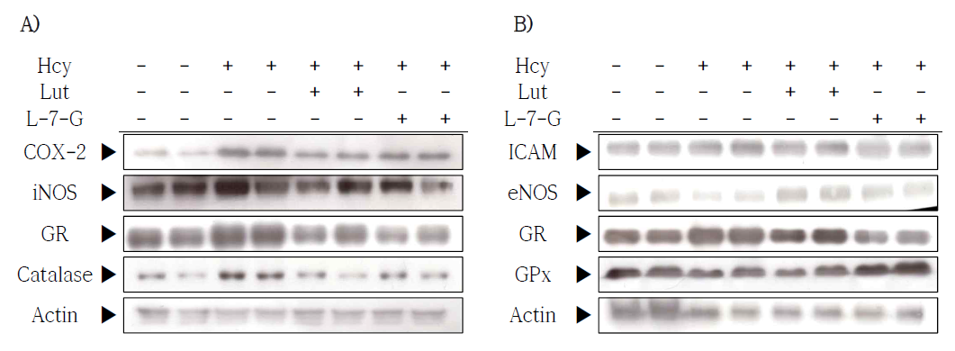 Effect of luteolin and luteolin 7-O-glycoside on inflammatory mediators and antioxidative enzymes activities (panel A, B) in homocysteine fed ApoE knock-out mice. Hcy, Homocysteine; Lut, Luteolin; L-7-G, Luteolin-7-O-glycoside; COX, cyclooxygenase; NOS, nitric oxide synthases; ICAM,intercellular adhesion molecule; GPx, glutathione peroxidase; GR, glutathione reductase