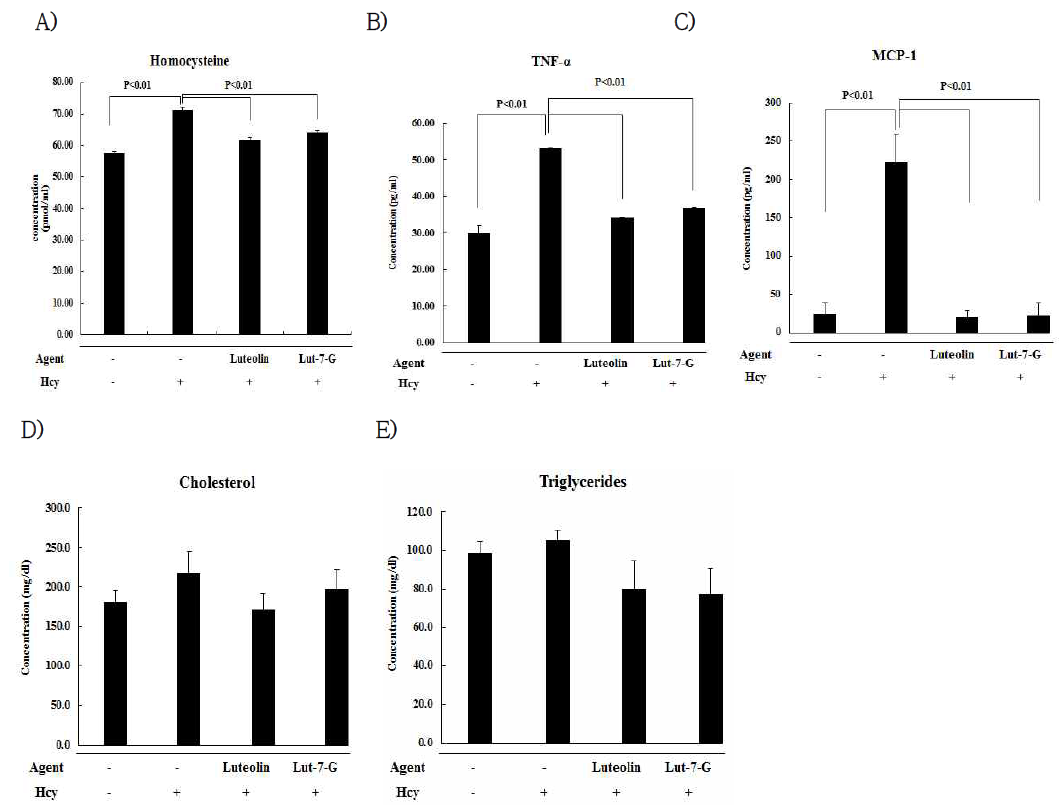 Effect of luteolin and luteolin 7-O-glycoside on the serum homocysteine, MCP-1, VCAM-1 concentrations(mean±SEM) in C57/BL 6J mice. Homocysteine supplementation significantly raised serum total homocysteine levels by 3 fold above those observed in mice fed control group (up to 67 pmol/ml). luteolin, luteolin-7-O-glycoside significantly lowered serum MCP-1 and TNF-a levels (p<0.01) Administration of luteolin, luteolin-7-O-glycoside with homocysteine significantly lowered the levels of homocysteine (p<0.01), compared to homocysteine group. Statistical analysis was carried out by ANOVA and t-test, as compared to control group