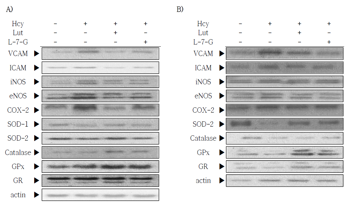 Effect of luteolin and luteolin-7-O-glycoside on inflammatory mediators and antioxidative enzymes activities in liver and aorta (panel A, B) in homocysteine fed C57BL/6J mice. Hcy, Homocysteine; Lut, Luteolin; L-7-G, Luteolin-7-O-glycoside; COX, cyclooxygenase; NOS, nitric oxide synthases; ICAM,intercellular adhesion molecule; GPx, glutathione peroxidase; GR, glutathione reductase