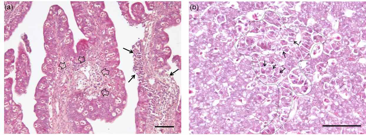 E. leei 접종 15주후 장과 간의 조직병리학적 변화 (a) OE그룹 염증세포의 침윤(empty arrow)과 상피세포의 탈락(arrow) (b) 지방소실(arrow)로 인한 간세포의 위축(dotted line)