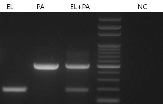 E. leei 와 P. anisocaudata 검출을 위한 multiplex PCR법 개발