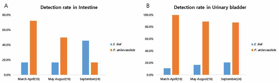 Multiplex PCR법을 통한 (A)E. leei와 (B)P. anisocaudata 검출