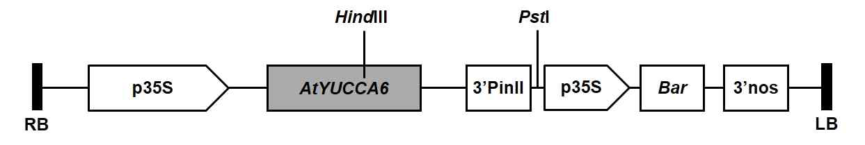 가뭄 저항성 콩 형질전환용 벡터. LB/RB, left/right T-DNA border; p35S, CaMV (cauliflower mosaic virus) 35S promoter; 3'PinII/3'nos, terminator; Bar, coding region of the DL-phosphinothricin resistance gene