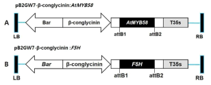 기능성 성분 콩 형질전환용 벡터. (A) pB2GW7.0-AtMYB58 벡터. (B) pB2GW7.0-F5H 벡터. LB/RB, left/right T-DNA border; β-conglycinin, a soybean seed specific β-conglycinin promoter; T35s, a cauliflower mosaic virus 35S terminator; Bar, coding region of the DL-phosphinothricin resistance gene