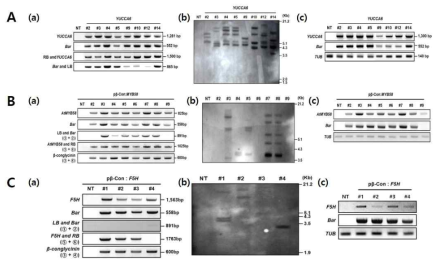 가뭄 저항성 및 기능성 성분 콩 형질전환체 유전자 도입 및 발현 확인. (A) AtYUCCA6. (B) AtMYB58. (C) F5H. (a) 유전자 도입 확인. (b) copy 수 확인. (c) 유전자 발현 확인