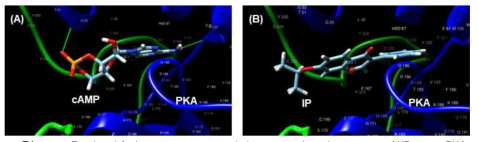 Iprifalvone repressed interaction between cAMP anc PKA