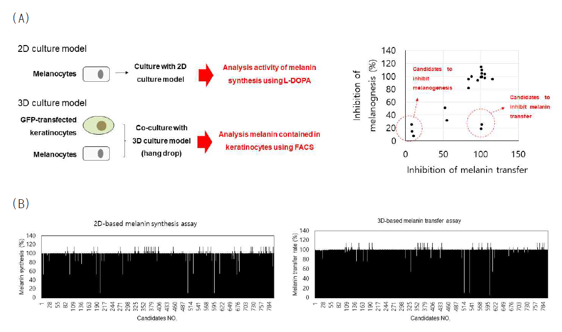 과색소 침착증 억제 약물 선별 스크리닝 (A) 스크리닝 방법, (B) 스크리닝 결과