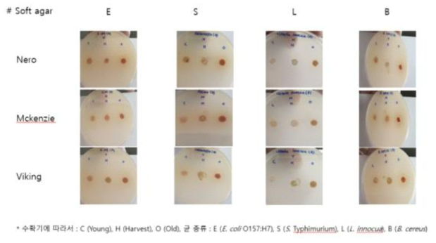 Soft agar를 이용한 Overlay 방법을 이용한 항균력 테스트