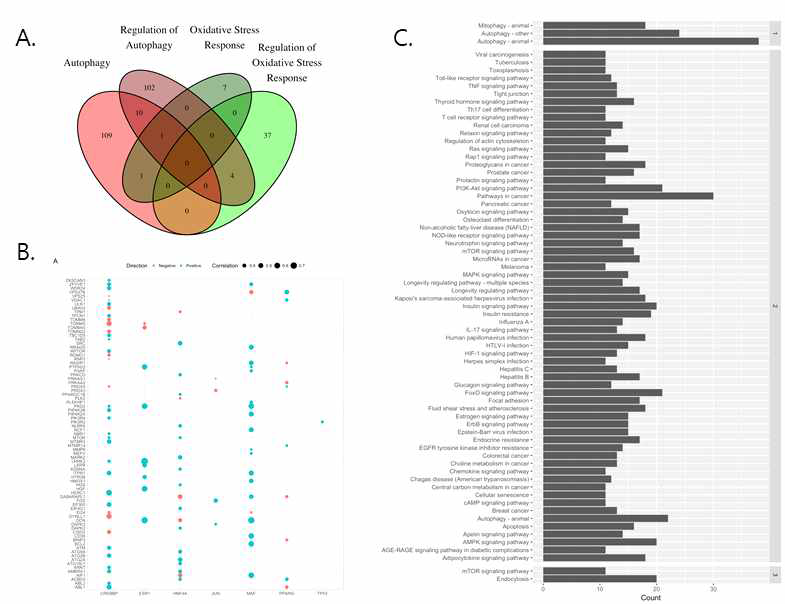 Network analysis of autophagy in the oxidative stress (A) Clustering of autophagy and oxidative stress response genes. (B)Correlation between autophagy and cancer genes under the oxidative stress. (C) Gene Ontology(GO) analysis in the oxidative stress