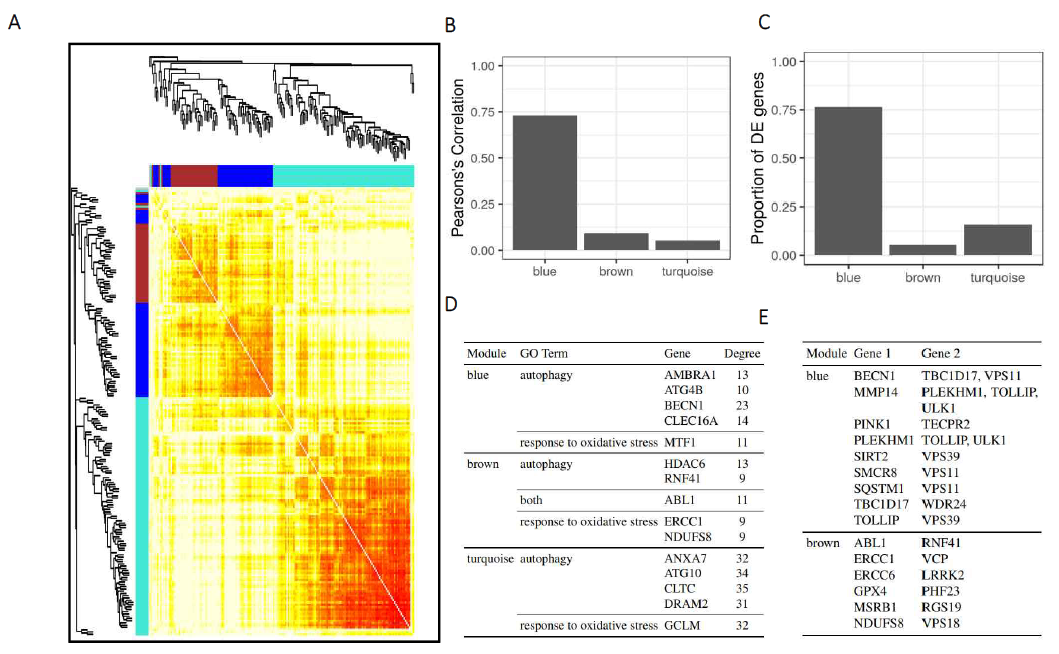 Regulation of autophagy in response to oxidative stress (A) Clustering of autophagy and response to oxidative stress genes by their pairwise. (B-C) Module correlation and over-representation in sample groups. (D) Graph top nodes by module and gene ontology category. (E) Novel interactions of autophagy and oxidative stress