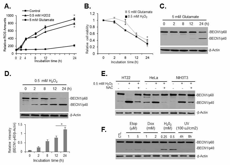 BECN1 is specifically cleaved under oxidative stress. (A) Intracellular ROSs level. (B) Cell viability under the oxidative stress. (C-D) Beclin1 cleavage under the oxidative stress. (E, F) Beclin1 cleavage in the different cells or conditions