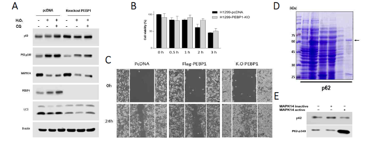 MAPK14/p38a phosphorylate p62 at serin 349 and PEBP1 regulate cell viability in oxidative stress (A) Protein expression change in PEBP1 knockout cell line. (B) Cell viability of H1299-RKIP knockout cell. (C) PEBP1 affect to cell migration. (D) P62 protein purification. (E) MAPK14 phosphorylate p62 in vivo kinase assay