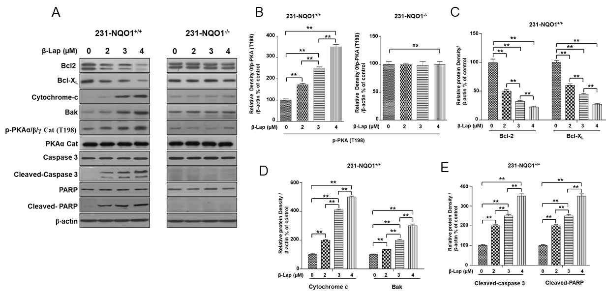 PKA is highly activated during β-Lap-induced apoptosis. (A) Western blots. The 231-NQO1+/+ (left) and 231-NQO1-/- (right) cells were treated with β-Lap (0 μM, 2 μM, 3 μM, and 4 μM) for 2 h and further incubated in fresh medium with 5 % FBS for 4 h. b-actin was used as a loading control. (B–E) Quantification of protein expression and activation