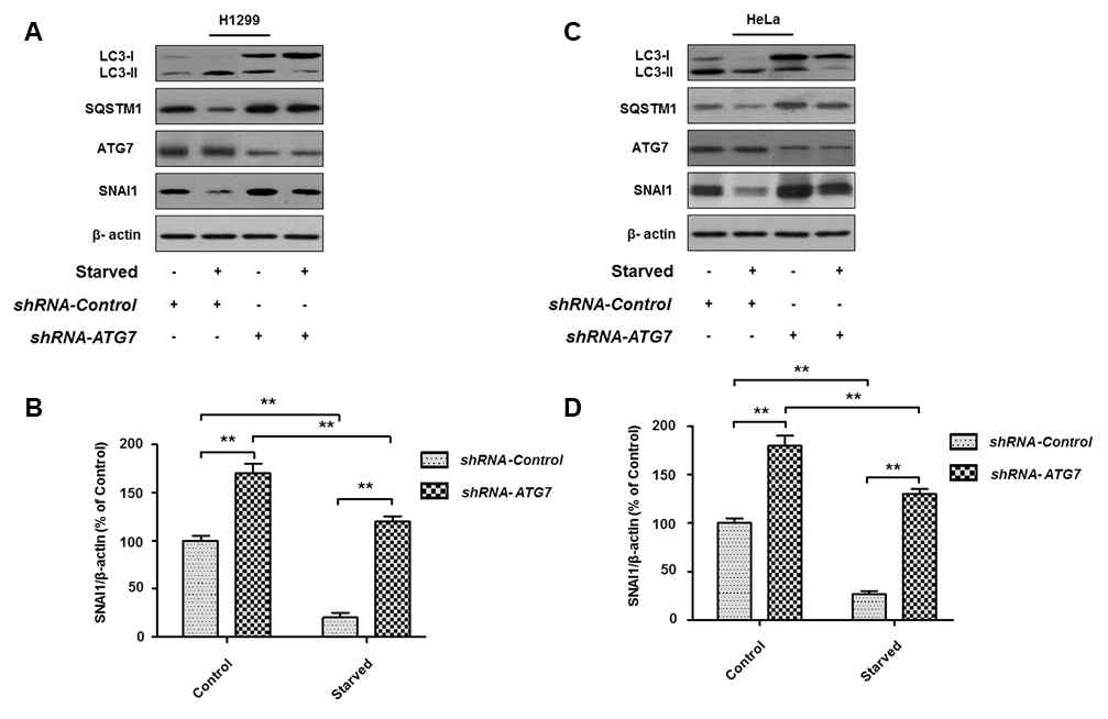 ATG7 knockdown rescues SNAI1 degradation H1299 (A) or HeLa (C) cells were transiently transfected with ATG7 shRNA and control shRNA. (B– E) Quantification of protein expression and activation