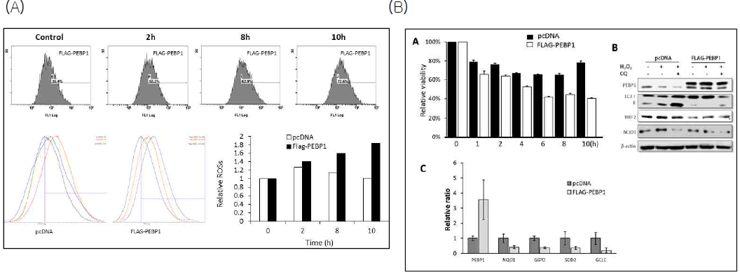 Oxidative response in PEBP1-overexpressing cells (A) Determination of intracellular ROSs . (B) Cell viability of PEBP1-overexpressing cells (CCK8 assay), expression of LC3-II, NRF2, and NQO1 (Western blot), and transcriptional activation of NRF2 target genes (Real-time PCR assay)