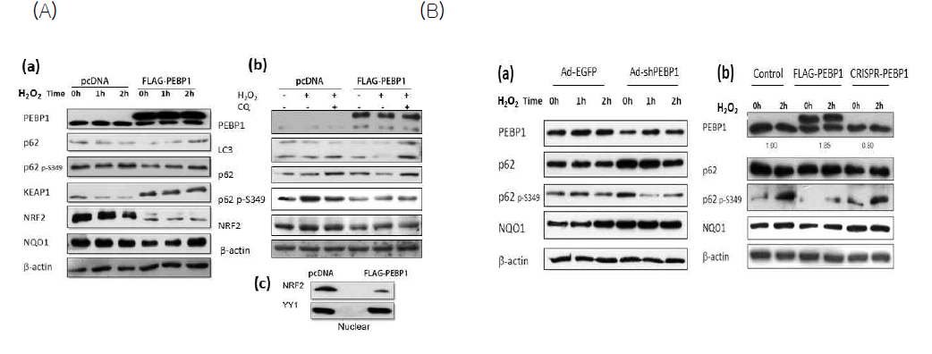 Autophagy-dependent KEAP1 degradation (A) Keap1 degradation and NRF2 activation in PEBP1-overexpressing cells. (B) Keap1 degradation and NRF2 activation in PEBP1-deficient cells