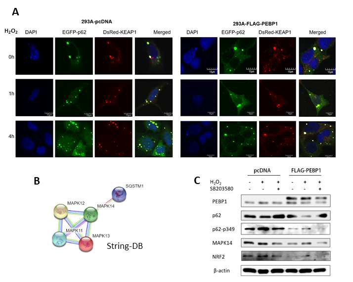 The role of p38/MAPK14 in p62 phosphorylation during the KEAP1 degradation (A) Colocalization of p62/SQSTM1 and KEAP1 in PEBP1-overexpressing cells (immunostaining assay). (B) String data base to predict the p62-MAPK14 interaction. (C) MAPK14/p38-dependent p62 phosphorylation (western blot)