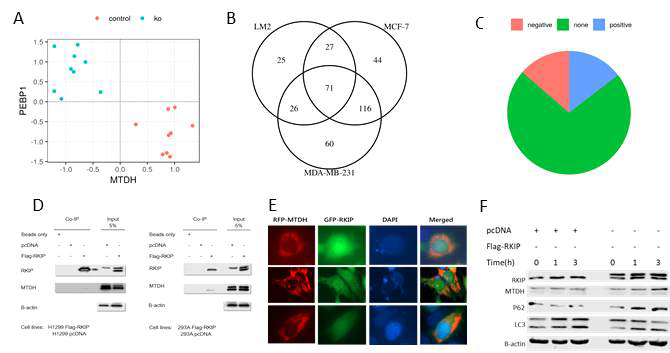 PEBP1 and MTDH interaction in autophagy (A-C) Expression of MTDH and PEBP1 in control and MTDH knockdown of three Breast Cancer cell lines. (D-F) MTDH and PEBP1 interaction and their role in autophagy