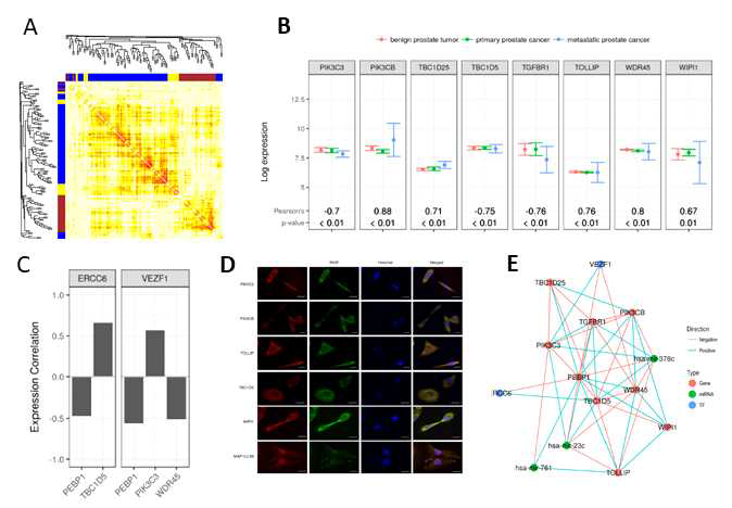 Gene clustering between PEBP1 and autophagy in prostate cancers (A) Gene clustering of PEBP1 and autophagy genes. (B-D) Expression pattern of PEBP1 and autophagy-related genes. (E) Networks of PEBP1 and autophagy genes