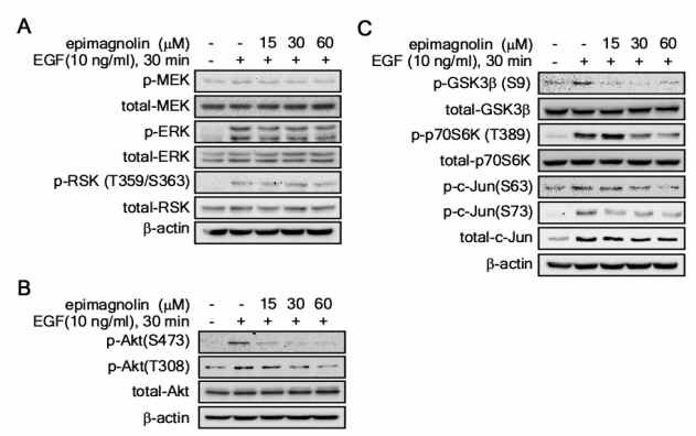 epimagnolin의 표적 신호전달 경로 동정. (A-C) EGF에 의해 유도된 MEK/ERK/RSK 신호전달 경로(A), Akt/GSK3/p70S6K 신호전달경로 (B-C)에서 epi-magnolin의 효능 분석