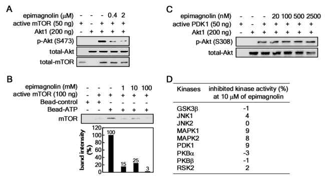 epi-magnolin의 표적 단백질 동정. (A) in vitro kinase assay를 이용한 epi-magnolin의 mTOR 표적 검증. (B) ATP-bead competition assay를 이용한 epi-magnolin의 mTOR 결합 여부 확인. (C) invitro kinase assay를 이용한 epi-magnolin의 PDK1에 대한 효능 검증. (D) kinase profiler을 이용한 epimagnolin의 억제효능 검증