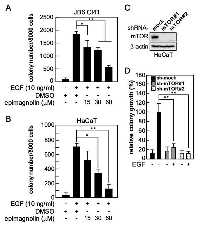 epi-magnolin의 암화과정 억제효과. (A-B) JB6Cl41세포(A) 및 HaCaT 세포(B)의 EGF에 의해 유도된 암화에 대한 epi-magnolin 억제 효과. (C) shRNA를 이용한 mTOR의 knockdown 검증. (D) mTOR knockdown에 의한 암화억제 효과