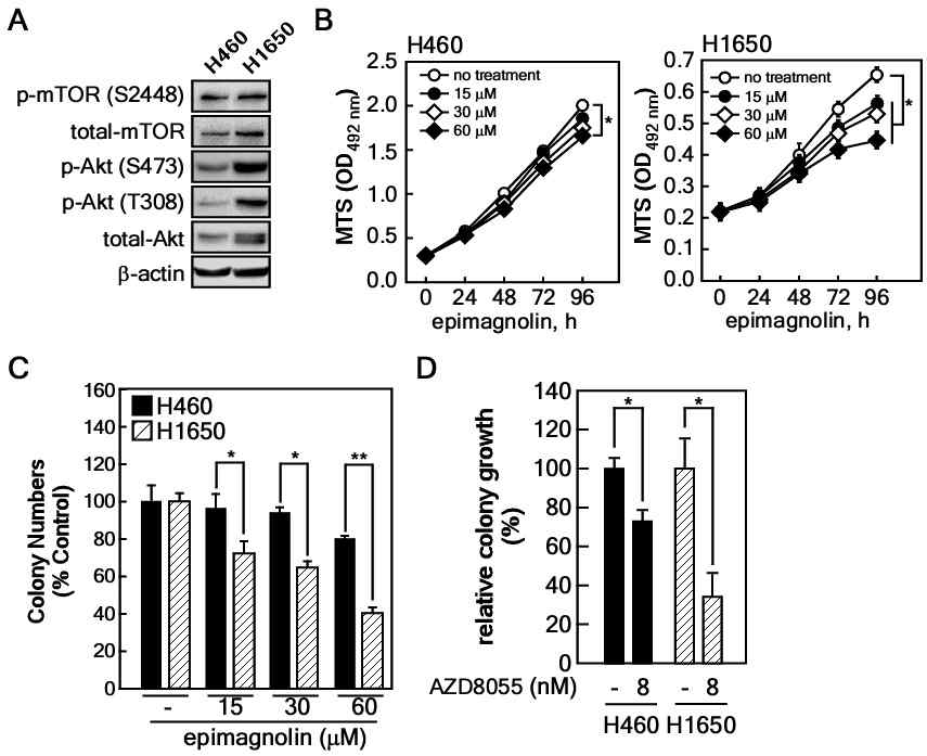 폐암 세포주에 대한 epi-mangolin의 감수성 검증. (A) H640, H1650의 mTOR/Akt 신호전달계 확인. (B-C) epi-magnolin 처리에 따른 H460. H1650 cell proliferation(B) 및 colony growth(C). (D) AD8055 처리에 따른 H460, H1650 세포의 colony growth
