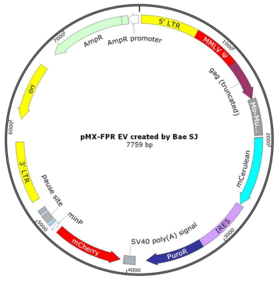 Gene reporting 레트로바이러스의 도해