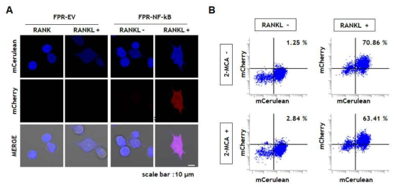 NFκB 특이적 mCherry의 발현과, 2-MCA에 의한 NFκB 활성 억제