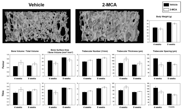 microCT를 이용한 2-MCA의 골실질 감소 억제능 확인