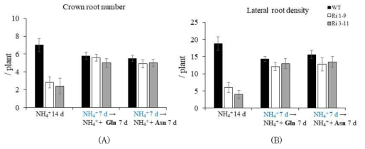 암모니움 (NH4)에 14일 배양한 식물체 (WT와 RNAi 계통 1-9, 3-11)과 7일 후에 glutamine (Gln) 또는 asparagine (Asn) 을 첨가한 식물체의 관근(A)과 측근(B)의 발달을 비교한 것이다