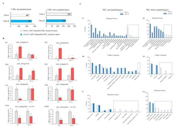 (A) RNA seq 분석을 통해 동정된 DEG (Defferentially Expressed Genes)의 분류 (B) qRT-PCR를 통해 RNA-seq에 의해 동정된 유전자에 대한 검증 (C) class I class I ‘AMT1-dependent’ (i, ii, v, 와 vi) and class II ‘AMT1-independent’(iii, iv, vii, 와 viii) 유전자에 대한 GO enrichment 분석