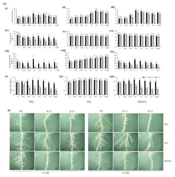(A) 다양한 농도의 NH4, NO3, 그리고 NH4NO3 함유하고 있는 1/4 nutrient 용액에서 자란 정상적인 벼(DJ)와 두 개의 AMT1 RNAi 계통의 seminal roots, 관근(crown roots), 그리고 측근 (lateral roots) (B) 0.1 와 0.5 mM NH4, NO3, 그리고 NH4NO3에서 자란 lateral roots (측근)