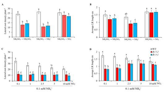 (A와 B) 7 일간 NH4NO3에서 배양한 후에 각각 NH4NO3, NH4 + , 혹은 NO3 –에서 7일간 재배한 식물의 측근 발생 밀도 (A) 와 측근 길이 (B). (C와 D) NH4 +이 측근 발생 밀도 (C) 와 측근 길이 (D)에 미치는 영향