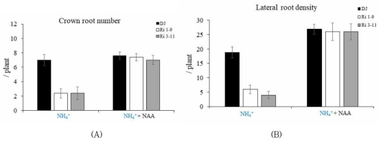 NAA를 첨가하지 않은 암모니움 배지 (NH4)와 첨가한 배지 (NH4 + NAA)에서 자란 정상적인 벼(DJ)와 AMT1 RNAi 계통의 관근 길이(A)와 측근 수(B)