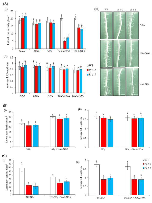 (A) NAA/NOA or NAA/NPA 처리에 의한 amt1 변이 측근 발달의 억제 (B) NAA/NOA는 NO3 –에 의한 측근 발생에 영향을 미치지 못함. (C) NAA/NOA가 첨가된 용액에서도 NH4NO3는 NO3 –에 의한 측근 발생 억제 효과를 보임