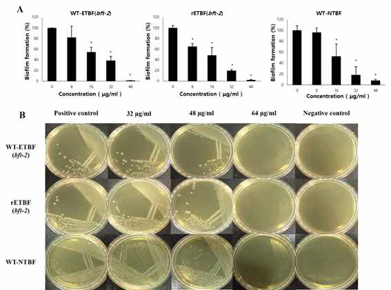 Eradication effects of zerumbone on preformed biofilms of B. fragilis (BEC90). (A) The BEC90 of zerumbone for all three B. fragilis strains, WT-ETBF (bft-2), rETBF (bft-2) and WT-NTBF, was 48 μg/mL. (B) The MBEC for all three B. fragilis strains was 64 μg/mL. No bacterial growth was observed at 64 μg/mL zerumbone. Asterisks (*) represent p < 0.05 compared with non-treated controls (without zerumbone)