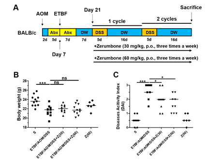 Zerumbone reduces the development of ETBF-mediated tumorigenesis. BALB/c mice were given a single intraperitoneal injection of AOM (10 mg/kg) and provided drinking water ad libitum containing clindamycin/gentamicin for 5 days. WT-ETBF (bft-2) was orally inoculated and the antibiotic cocktail was continued for an additional 7 days. Seven days later, BALB/c mice were subjected to two cycles of 1% DSS (5 days per cycle) and regular water administration (16 days per cycle). During two DSS cycles, BALB/c mice were given zerumbone (30, 60 mg/kg, p.o., three times a week). The total period of the experiment was 9 weeks. A. Experimental design of the ETBF/AOM/DSS-induced tumorigenesis model. B. Body weight. C. Disease activity index (DAI). Body weight and DAI were measured at the last day of ETBF/AOM/DSS-treated experiments. S, sham control; Z, Zerumbone. Each dot represents one mouse (n = 6–12 mice per group). Scatter plot. Horizontal bar, median. *P < 0.05, ***P < 0.001. ns, no statistical significance