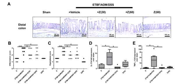 Zerumbone reduces ETBF colonization-mediated inflammatory response. AOM-treated BALB/c mice were infected with WT-ETBF (bft-2) and subjected to two cycles of DSS (1%) for 9 weeks. During two DSS cycles, BALB/c mice were administered with zerumbone (30, 60 mg/kg, p.o., three times a week). A. Histology of distal colon tissues, x100 magnification. FFPE colonic tissues of distal colon obtained from AOM-treated BALB/c mice infected with WT-ETBF (bft-2) and subjected to two cycles of DSS (1%) for 9 weeks were excised and stained with H Z, Zerumbone. *P < 0.05, **P < 0.01, ***P < 0.001. ns, no statistical significance