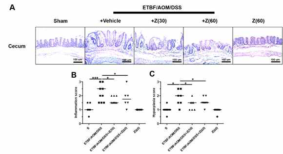 Zerumbone reduces cecum inflammation in ETBF-colonized mice. Cecum tissues of BALB/c mice after ETBF/AOM/DSS treatment for 9 weeks. FFPE tissues were resectioned and stained with H Z, Zerumbone. Each dot represents one mouse. Scatter plot. Horizontal bar, median. *P < 0.05, **P < 0.01, ***P < 0.001. ns, no statistical significance