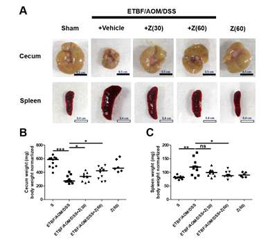 Zerumbone improves the health of ETBF-colonized mice. AOM-treated BALB/c mice were infected with WT-ETBF (bft-2) and subjected to two cycles of DSS (1%) for 9 weeks. During two DSS cycles, BALB/c mice were administered with zerumbone (30, 60 mg/kg, p.o., three times a week). Mice were euthanized after two cycles of 1% DSS treatment. A. Representative images of cecum and spleen. B. Cecum weight. C. Spleen weight. S, sham control; Z, Zerumbone. Each dot represents one mouse. Scatter plot. Horizontal bar, median. *P < 0.05, **P < 0.01, ***P < 0.001. ns, no statistical significance