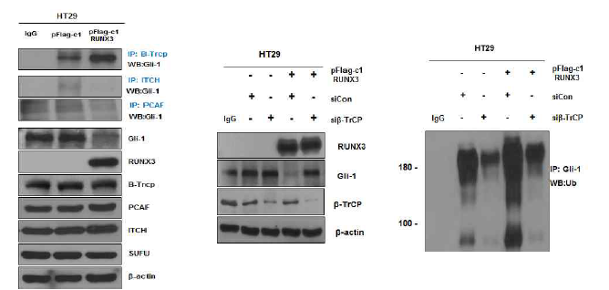 β-TrCP에 의한 GLI1의 ubiquitination