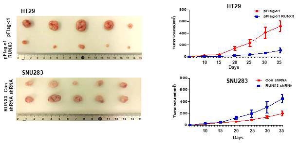 RUNX3에 의한 항종양 억제 효과