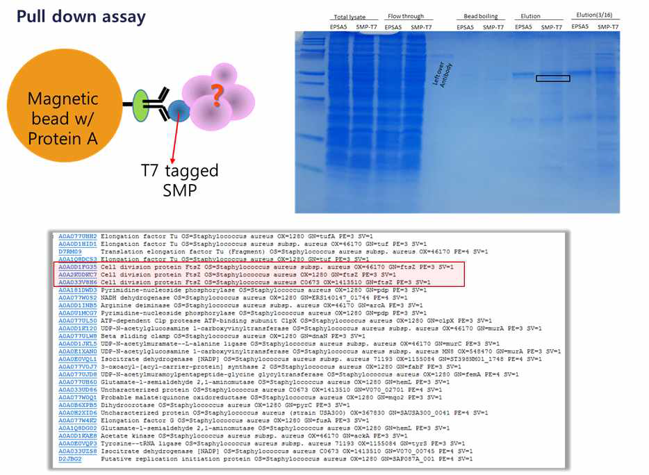 T7 tagged SMP를 이용한 결합단백질 분리 및 분석