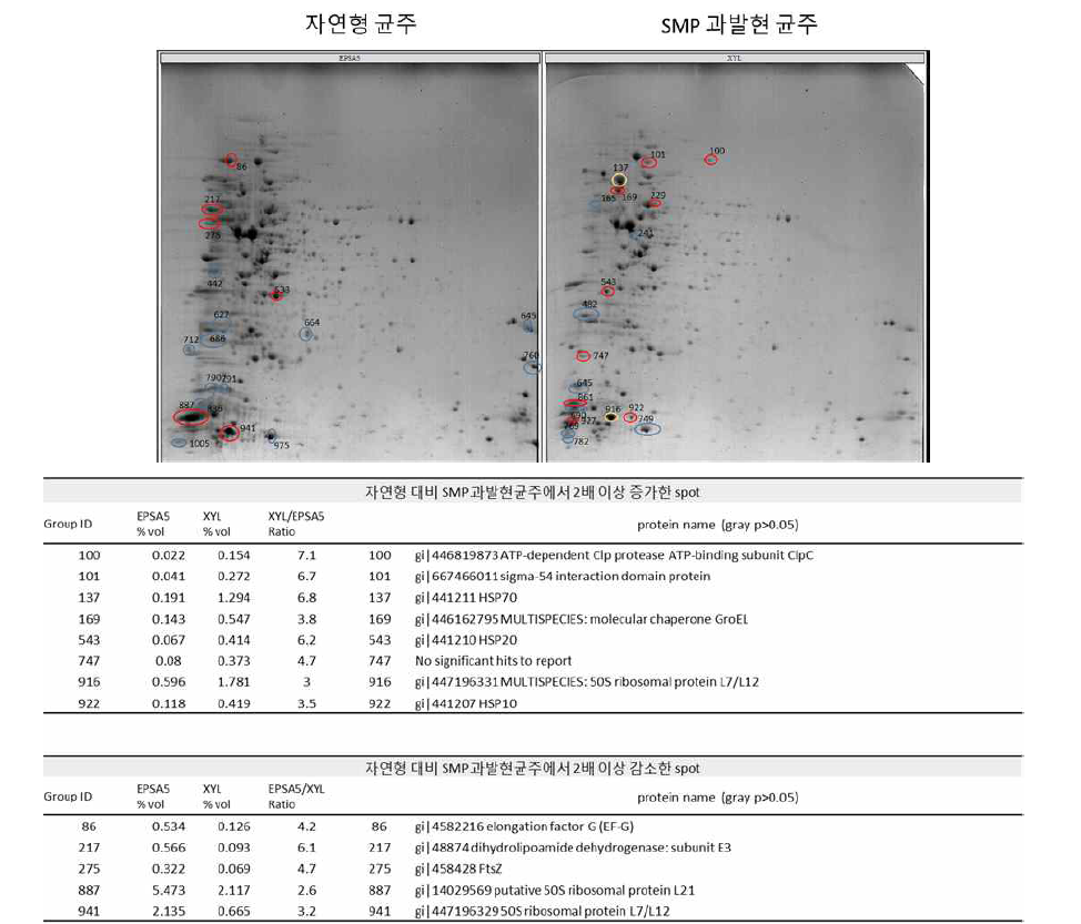 2D gel electrophoresis, SMP 발현에 따른 단백질 변화