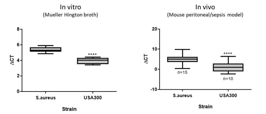 자연형 및 USA300_FPR3757이 균주의 in vitro 및 in vivo SMP 발현 비교