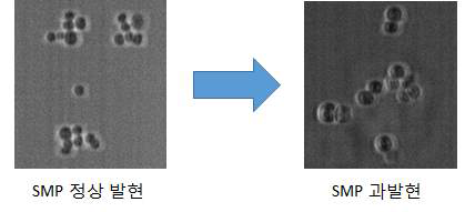 SMP 정상발현 및 과발현 균주의 형태 및 크기 비교